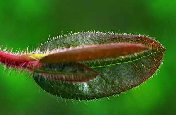 Feche Foto Detalhada Uma Flor Com Fundo Embaçado — Fotografia de Stock