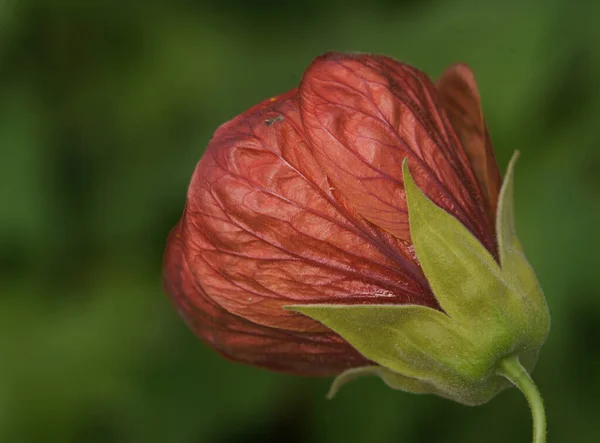 赤い花の高品質の詳細な写真 赤の美しさはもちろん否定できないので 植物の赤はもちろん同じくらい完璧です — ストック写真