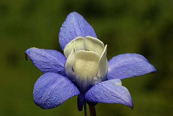 Уникальное Высококачественное Крупным Планом Изображение Цветка Гармонии Потрясающими Синими Фиолетовыми — стоковое фото