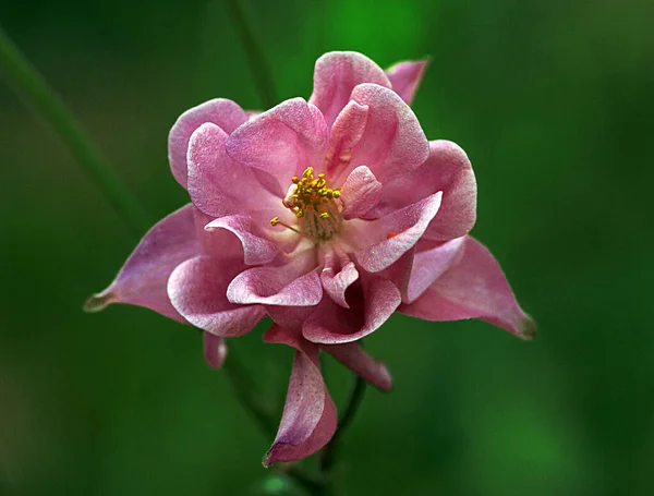 Ein Nahaufnahme Foto Eines Erstaunlichen Blumenzweiges Mit Ästhetischen Farbübergängen Vor — Stockfoto