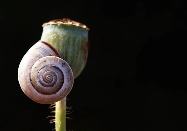 Türkiye Den Gelen Bulanık Arkaplan Önünde Estetik Renk Geçişleri Olan — Stok fotoğraf