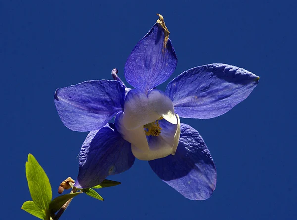 Egyedi Kiváló Minőségű Közelkép Virág Harmóniában Lenyűgöző Kék Lila Árnyalatok — Stock Fotó