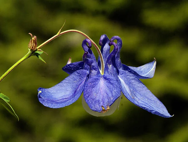見事な青と紫の色合いと調和した花のユニークで高品質なクローズアップイメージ — ストック写真