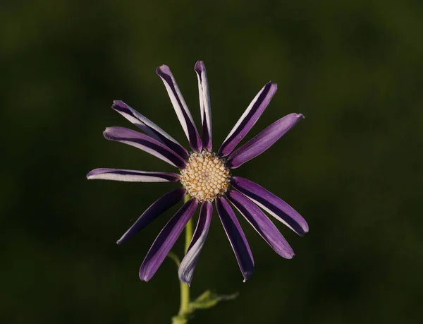 Cerrar Foto Detallada Una Flor Con Fondo Borroso — Foto de Stock