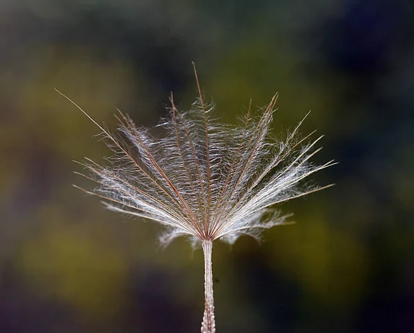 Bulanık Arkaplanı Olan Bir Çiçeğin Detaylı Fotoğrafını Kapat — Stok fotoğraf