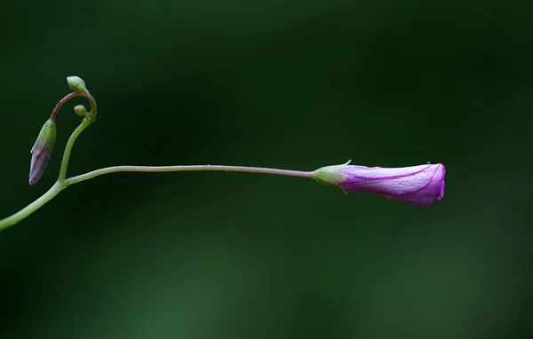 Feche Foto Detalhada Uma Flor Com Fundo Embaçado — Fotografia de Stock