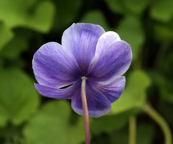 背景がぼやけている花の詳細写真を閉じます — ストック写真