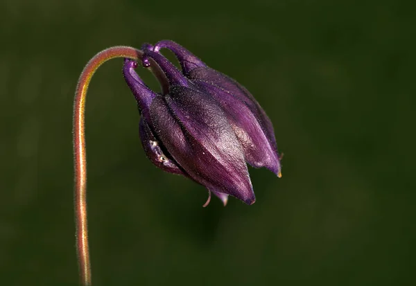 Homályos Háttér Hatásának Köszönhetően Virág Megmutatja Lenyűgöző Szépségét Minden Tökéletes — Stock Fotó