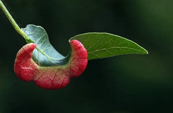 Una Foto Cerca Una Increíble Rama Flores Que Tiene Transiciones —  Fotos de Stock