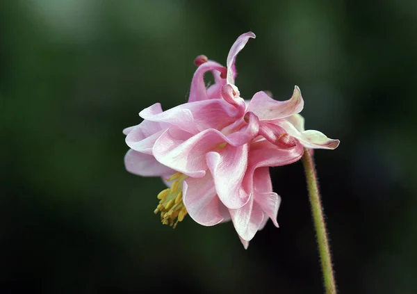 Bulanık Arka Planın Etkisi Sayesinde Çiçek Büyüleyici Güzelliğini Mükemmel Detaylarını — Stok fotoğraf