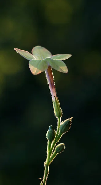 Cerrar Foto Detallada Una Flor Con Fondo Borroso —  Fotos de Stock