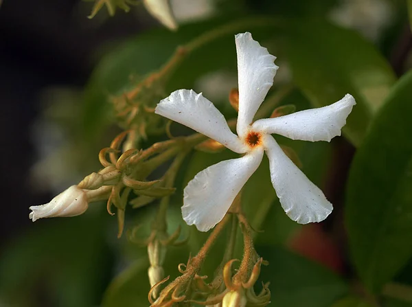 Una Foto Cerca Una Increíble Rama Flores Que Tiene Transiciones —  Fotos de Stock