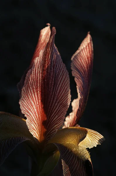 Κοντινό Πλάνο Λεπτομερή Φωτογραφία Ενός Λουλουδιού Θολή Φόντο — Φωτογραφία Αρχείου