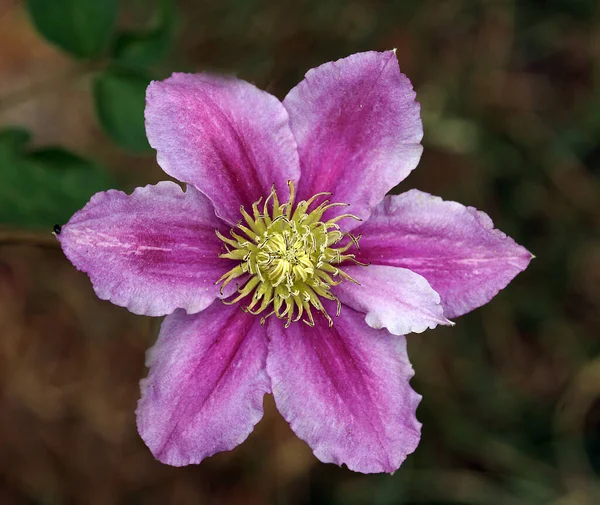 Bulanık Arka Planın Etkisi Sayesinde Çiçek Büyüleyici Güzelliğini Mükemmel Detaylarını — Stok fotoğraf