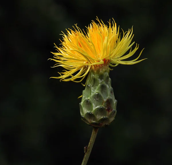 Una Foto Cerca Una Increíble Rama Flores Que Tiene Transiciones — Foto de Stock