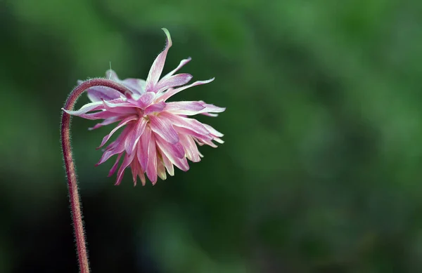 Thanks Effect Blurred Background Flower Can Show Its Fascinating Beauty — Stock Photo, Image