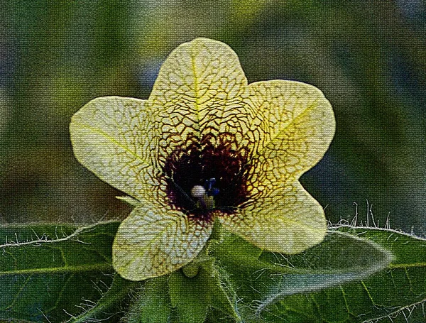 Feche Foto Detalhada Uma Flor Com Fundo Embaçado — Fotografia de Stock