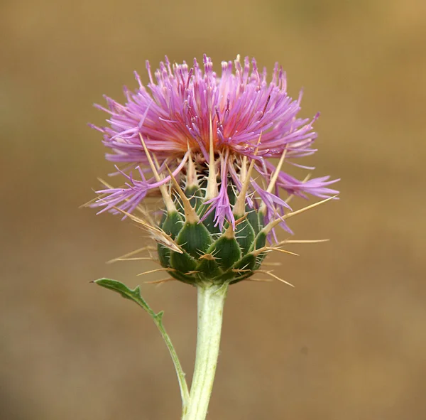 Idealny Nieskazitelny Wygląd Kwiatu Zamazanym Tłem — Zdjęcie stockowe