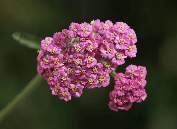 Close Photo Amazing Flower Branch Which Has Aesthetic Color Transitions — Stock Photo, Image