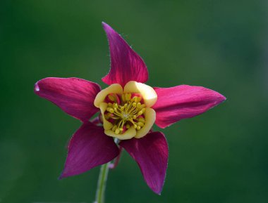 Bulanık arka planın etkisi sayesinde çiçek büyüleyici güzelliğini ve mükemmel detaylarını gösterebilir..