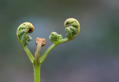 Bulanık arkaplanı olan bir çiçeğin detaylı fotoğrafını kapat.
