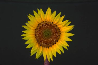 Siyah arkaplanı olan bir ayçiçeğinin yakın plan fotoğrafı.