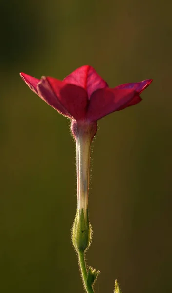 The perfect and flawless appearance of a flower with a blurred background