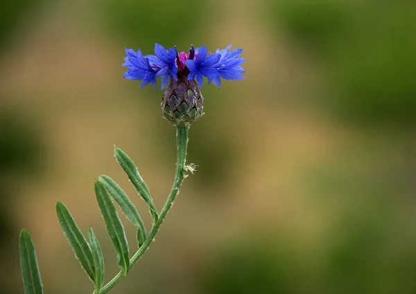 The perfect and flawless appearance of a flower with a blurred background