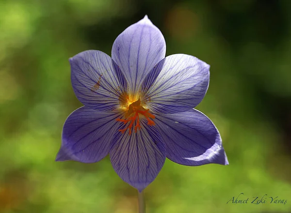 Imagen Cerca Única Alta Calidad Flor Armonía Con Los Impresionantes — Foto de Stock