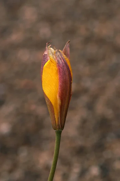 Cerrar Foto Detallada Una Flor Con Fondo Borroso —  Fotos de Stock