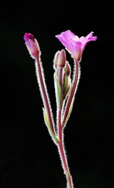 Bu açıdan, çiçek tüm harika detaylarını koyu bulanık arkaplan yardımıyla gösterir..