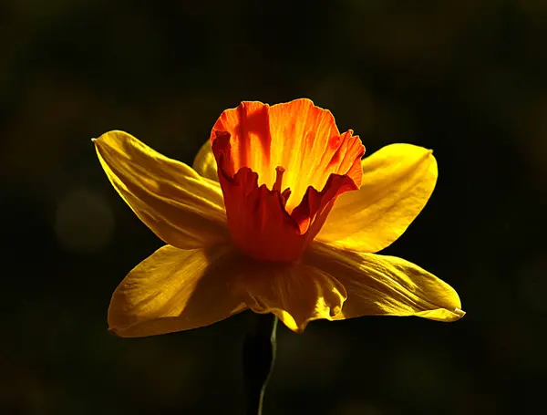 Questa Angolazione Fiore Mostra Tutti Suoi Meravigliosi Dettagli Con Aiuto — Foto Stock