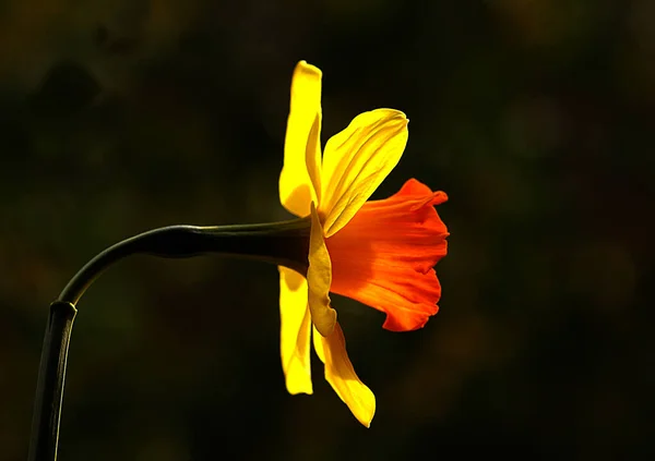 Vanuit Deze Hoek Bloem Toont Zijn Prachtige Details Met Hulp — Stockfoto