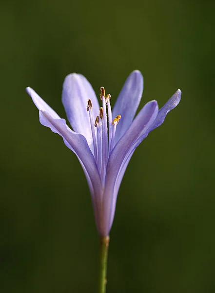 Tohoto Úhlu Květina Ukazuje Všechny Své Nádherné Detaily Pomocí Tmavě — Stock fotografie