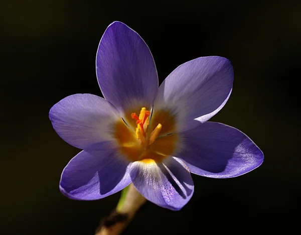 Цього Кута Квітка Показує Всі Свої Чудові Деталі Допомогою Темного — стокове фото