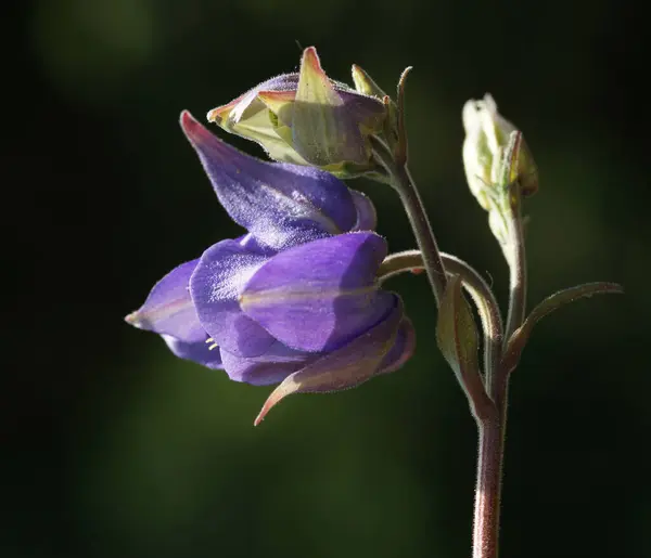 Ebből Szögből Virág Megmutatja Minden Csodálatos Részleteket Segítségével Sötét Homályos — Stock Fotó