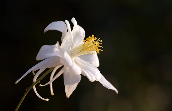 Açıdan Çiçek Tüm Harika Detaylarını Koyu Bulanık Arkaplan Yardımıyla Gösterir — Stok fotoğraf