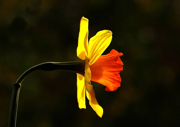 Tego Kąta Kwiat Pokazuje Wszystkie Swoje Wspaniałe Szczegóły Pomocą Ciemnego Obraz Stockowy