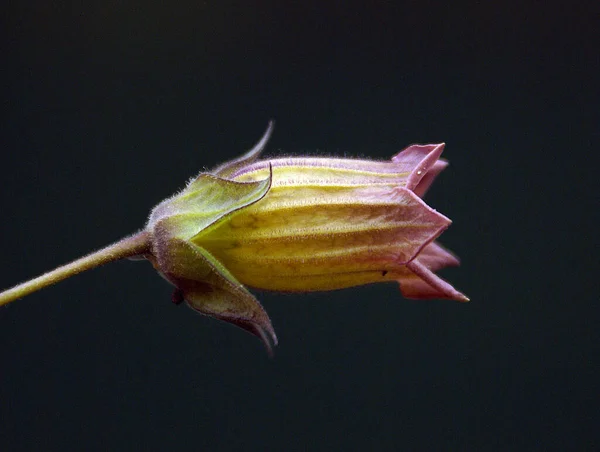 Feche Foto Detalhada Uma Flor Com Fundo Embaçado — Fotografia de Stock