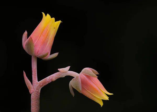 Feche Foto Detalhada Uma Flor Com Fundo Embaçado — Fotografia de Stock