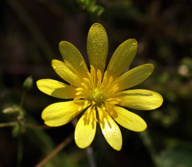 Arka planı olan bir ayçiçeğinin yakın plan fotoğrafı.