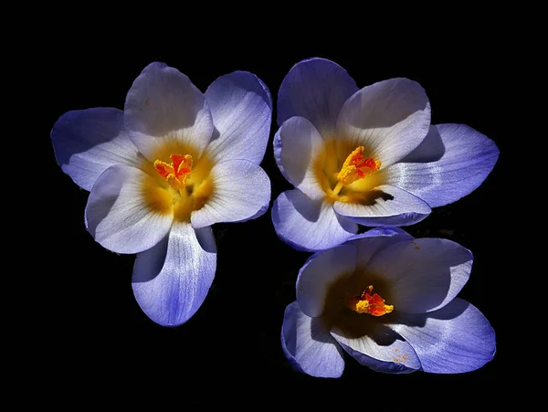 Flores Color Violeta Vivos Colores Primaverales Sobre Fondo Azul Imágenes — Foto de Stock