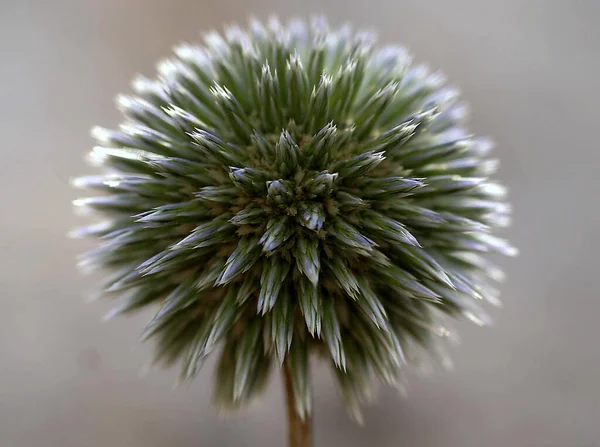 Allium Avant Floraison Photo Haute Qualité — Photo