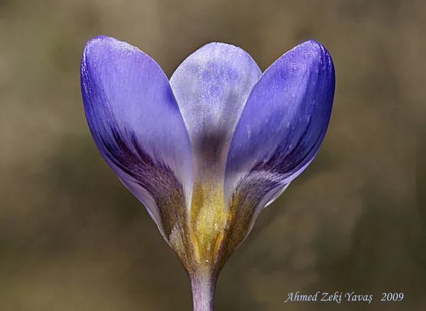 バイオレットパンジーの花 青を背景に鮮やかな春の色 花の顔のマクロ画像 高品質の写真 — ストック写真
