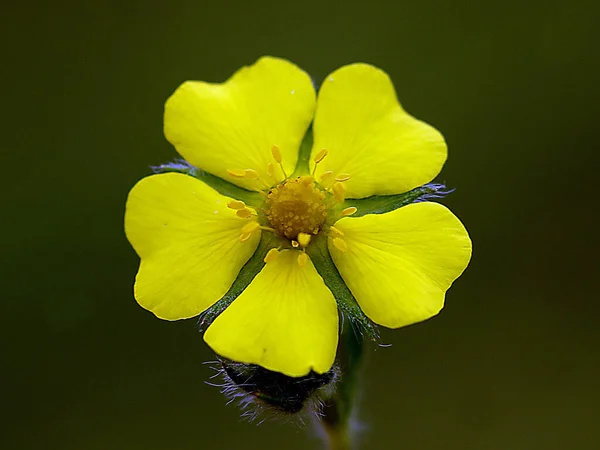 Nahaufnahme Einer Sonnenblume Mit Hintergrund — Stockfoto