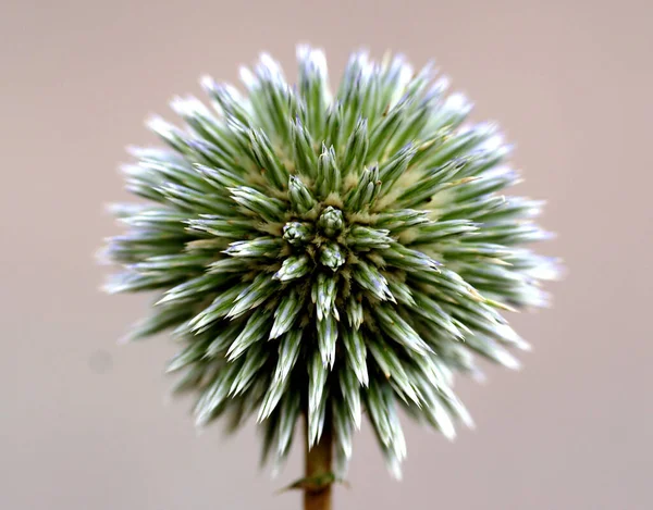 Çiçek açmadan önce Allium. Yüksek kalite fotoğraf