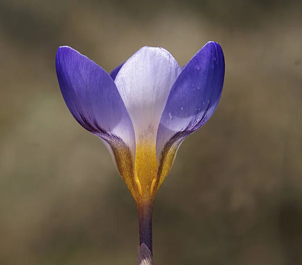 紫罗兰花 鲜活的春色映衬着蓝色的背景 花脸的宏观形象 高质量的照片 — 图库照片