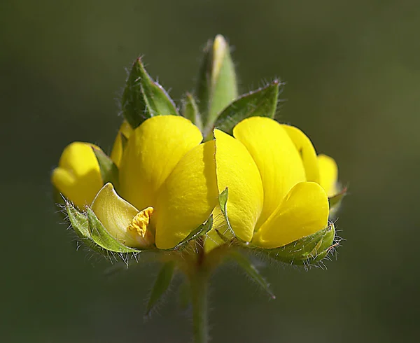 Närbild Foto Solros Med Bakgrund — Stockfoto