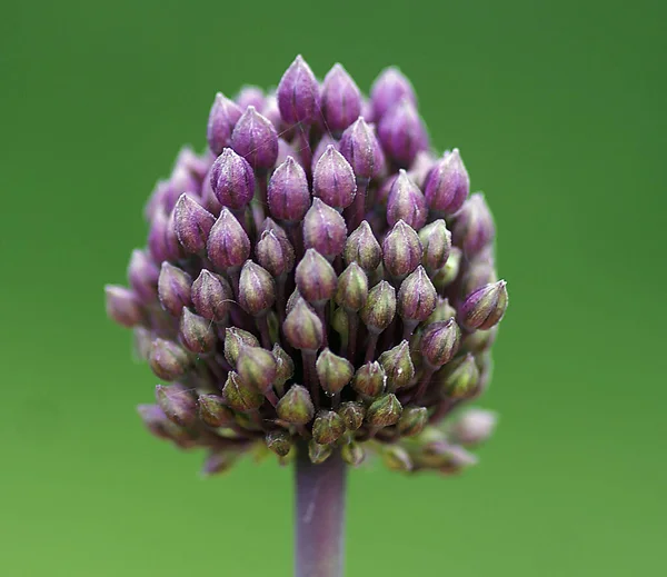Bloemenkop Van Paars Bloeiende Knoflook Ronde Prei Allium Rotundum — Stockfoto