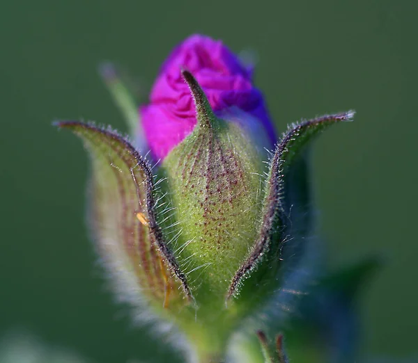 Fresh Flowers Thing Beauty High Quality Photo — 스톡 사진